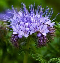 Fiddleneck Flower seeds for Planting - Hardy Variety, Heirloom & GMO Free Seeds for Home Garden