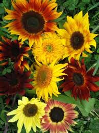 Mixed Color Sunflower Seeds for Planting Drought Tolerant Heirloom & GMO Free Seeds for Home Garden
 
 Sale