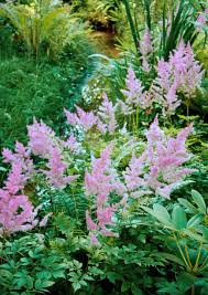 Lavender Astilbe Flower seeds for Planting Bright Blooms Heirloom & GMO Free Seeds for Home Garden 
 
 Sale