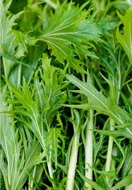 Mizuna "Baby Leaf" Seeds for Planting