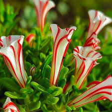 Red White Candy Cane Flower seeds for Planting - Wildflower Mix, Heirloom & GMO Free Seeds for Home Garden
