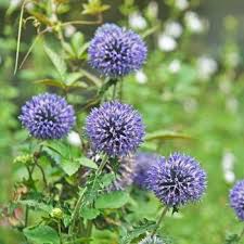 Echinops Flower seeds for Planting Premium Quality Heirloom & GMO Free Seeds for Home Garden