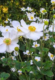 White Autumn Flower seeds for Planting - Premium Quality, Heirloom & GMO Free Seeds for Home Garden