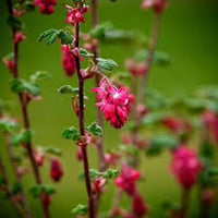 Pink Currant Flower seeds for Planting - Vibrant Colors, Heirloom & GMO Free Seeds for Home Garden