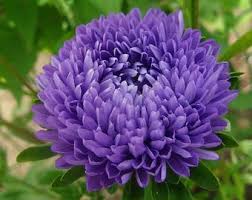 Dark Violet Aster Flower Seeds for Planting Shade Tolerant Heirloom & GMO Free Seeds for Home Garden
 
 Sale