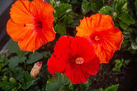 Dark Orange Hibiscus Flower seeds for Planting Long Bloom Season Heirloom & GMO Free Seeds for Home Garden 
 
 Sale