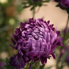 Dark Purple China Aster Flower Seeds for Planting Shade Tolerant Heirloom & GMO Free Seeds for Home Garden
 
 Sale