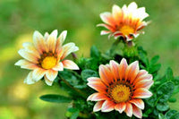 Cream Orange Gazania Flower Seeds for Planting Long Bloom Season Heirloom & GMO Free Seeds for Home Garden
 
 Sale