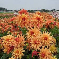 Dahlia Cancan Flower seeds for Planting - Premium Quality, Heirloom & GMO Free Seeds for Home Garden