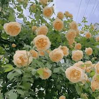 Cream Rose Flower seeds for Planting Garden Favorite Heirloom & GMO Free Seeds for Home Garden