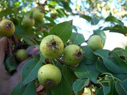 Wild Pear Tree Planting Guide for Fruitful Yields  Seed for Sustainable Growth and Garden Enrichment