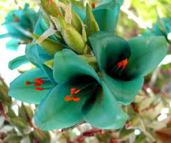 Sea Blue Puya Alpestris Planting Seeds for Exotic Garden Displays - Seeds for Unique and Striking Floral Arrangements