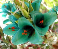 Sea Blue Puya Alpestris Planting Seeds for Exotic Garden Displays - Seeds for Unique and Striking Floral Arrangements