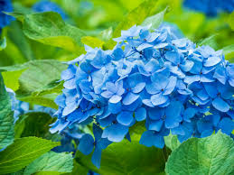 Deep Blue Hydrangea Flower seeds for Planting - Bright Blooms, Heirloom & GMO Free Seeds for Home Garden