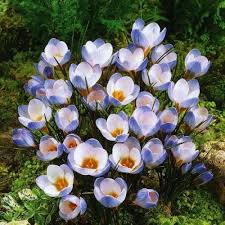 Blue White Crocus Flower seeds for Planting Colorful Display Heirloom & GMO Free Seeds for Home Garden