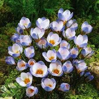 Blue White Crocus Flower seeds for Planting Colorful Display Heirloom & GMO Free Seeds for Home Garden