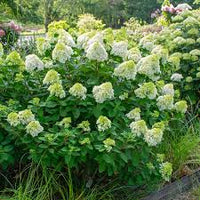 Little Lime Hydrangea Flower seeds for Planting - Shade Tolerant, Heirloom & GMO Free Seeds for Home Garden
