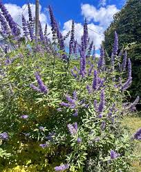 Vitex Agnus-Castus Plant Seeds for Thriving Herbal Shrub  Ideal for Planting Gardens, Yards, or Landscapes