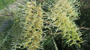 White Grevillea Robusta Flower Seeds Flower seeds for Planting Long Bloom Season Heirloom & GMO Free Seeds for Home Garden