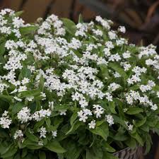White Myosotis Flower seeds for Planting - Long Bloom Season, Heirloom & GMO Free Seeds for Home Garden