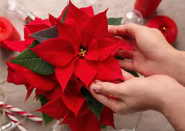 Red Poinsettia Flower Seeds for Planting Hardy Variety Heirloom & GMO Free Seeds for Home Garden
 
 Sale