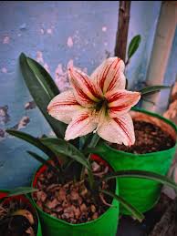Amaryllis Barbados Flower seeds for Planting - Bright Blooms, Heirloom & GMO Free Seeds for Home Garden