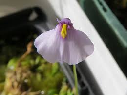 Violet Utricularia Flower Seeds for Planting - Enhance Your Garden with Unique Blooms