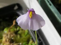 Violet Utricularia Flower Seeds for Planting - Enhance Your Garden with Unique Blooms