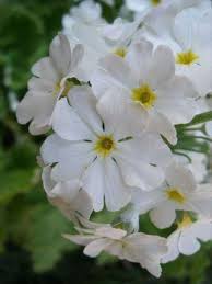 White Primula Malacoides Flower seeds for Planting Seasonal Bloomer Heirloom & GMO Free Seeds for Home Garden
