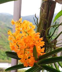 Ascocentrum Ampullaceum Orange Flower Seeds  Easy Planting