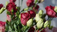 White & Red Eustoma (Lisianthus) Flower Seeds for Planting Heirloom NONGMO Garden Seeds Pollinator Friendly 
 
 Sale