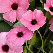 Light Pink Thunbergia Flower Seeds for Planting Seasonal Bloomer Heirloom & GMO Free Seeds for Home Garden
 
 Sale