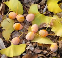 Ginkgo Seeds: Complete Planting Guide for Successful Growth