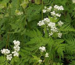 Cicely Flower seeds for Planting - Vibrant Colors, Heirloom & GMO Free Seeds for Home Garden