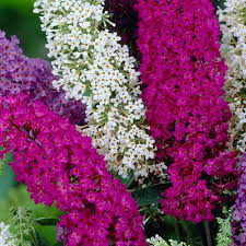Mix Buddleia Butterfly Bush Flower seeds for Planting - Easy to Grow, Heirloom & GMO Free Seeds for Home Garden