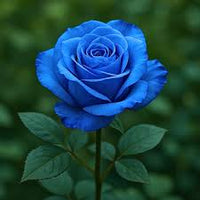 Blue Rose Flower seeds for Planting - Garden Favorite, Heirloom & GMO Free Seeds for Home Garden