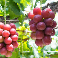 Ruby Roman Grape Seeds for Planting - Grow Your Own Grapes