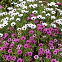 Mixed Osteospermum Flower seeds for Planting - Compact Growth, Heirloom & GMO Free Seeds for Home Garden