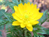 Yellow Adonis Flower seeds for Planting - Cottage Garden Essential, Heirloom & GMO Free Seeds for Home Garden