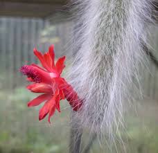 Cleistocactus Colademononis Flower seeds for Planting - Drought Tolerant, Heirloom & GMO Free Seeds for Home Garden