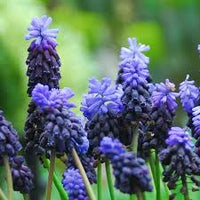 Latifolium Flower seeds for Planting Wildflower Mix Heirloom & GMO Free Seeds for Home Garden
