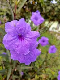 Violet Perennial Flower seeds for Planting - Perfect for Borders, Heirloom & GMO Free Seeds for Home Garden