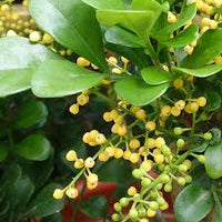 Aglaia Odorata Flower seeds for Planting Bright Blooms Heirloom & GMO Free Seeds for Home Garden