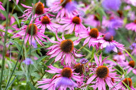 Echinacea Planting Seeds - Grow Beautiful Coneflower Blooms