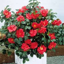 Pink Camellia Flower seeds for Planting Premium Quality Heirloom & GMO Free Seeds for Home Garden