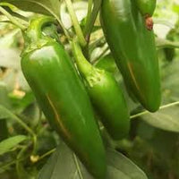 Jalapeno Seeds for Vegetable Planting