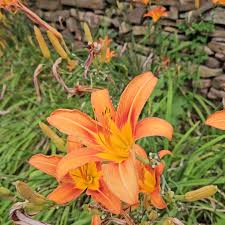 Di Giglio Flower Seeds for Easy Planting
