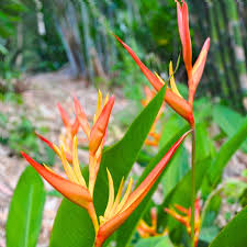 Heliconia Wagneriana Seeds for Tropical Planting  Vibrant Exotic Blooms