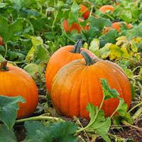Mixed Pumpkin Planting Seeds for a Bountiful Harvest