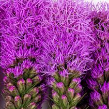 Liatris Flower seeds for Planting - Easy to Grow, Heirloom & GMO Free Seeds for Home Garden